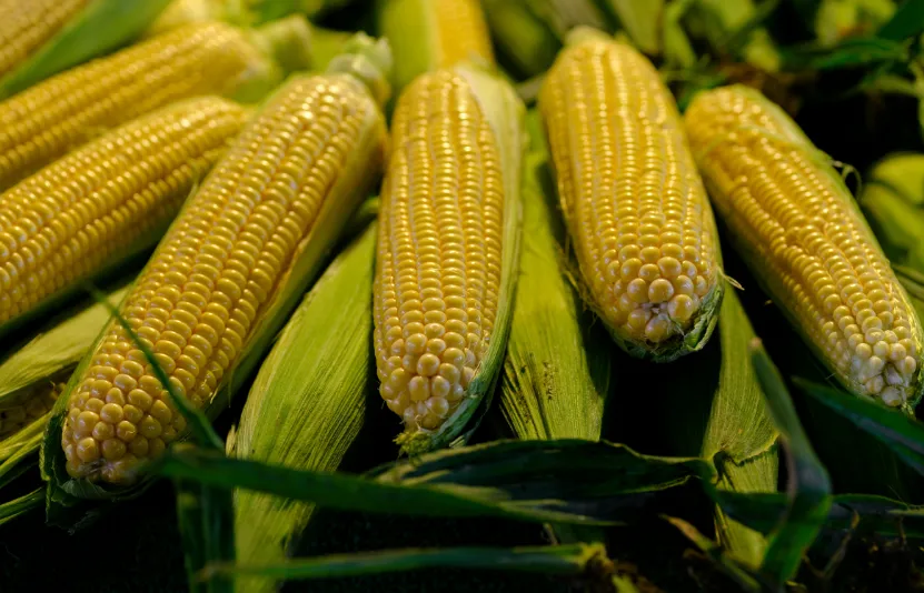 ng&ocirc;, l&uacute;a m&igrave;, đậu tương